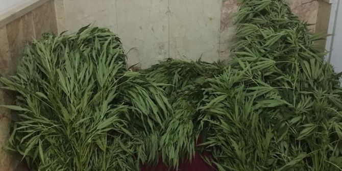 Evinin Bahçesinde Sebze Yerine Kenevir Yetiştirdi