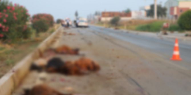 Adana’da Otomobil Sürüye Daldı: 30 Hayvan Telef Oldu