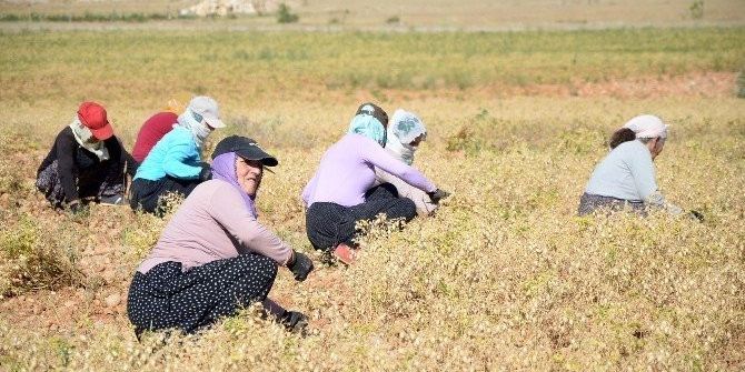 Nallıhan’da Yağmur Ve Güneş Nohut Üreticisinin Yüzünü Güldürdü