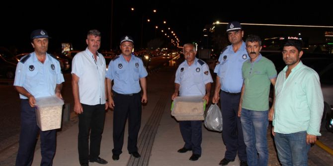 Zabıtadan Çekirdek Operasyonu