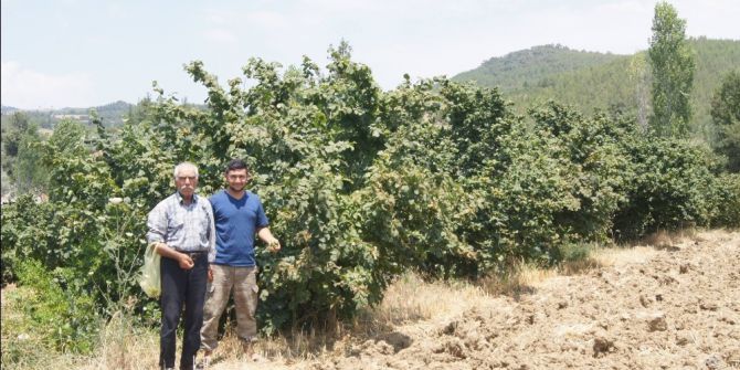 Karadeniz’de Değil, Aydın’da Üretiliyor