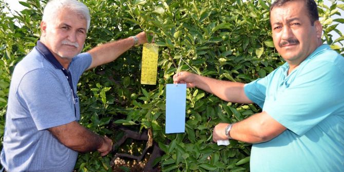 Erdemli Ziraat Odası Zararlılarla Mücadele Parseli Kurdu