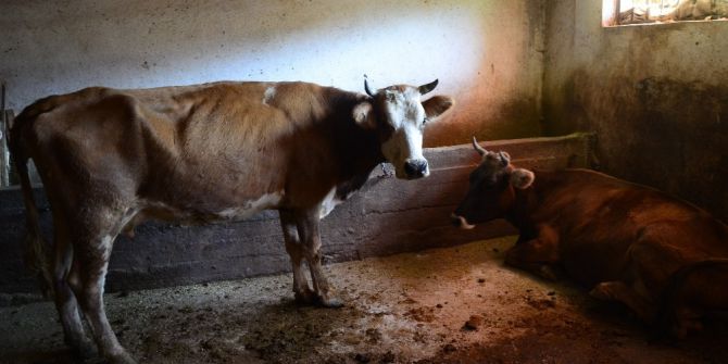 Tunceli’de Şarbon Nedeniyle 7 Hayvan Telef Oldu