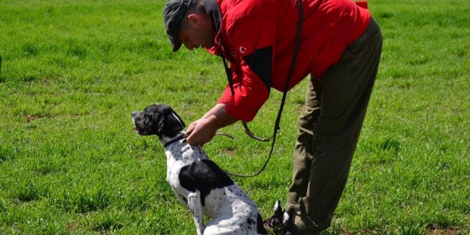 Av Köpeği Eğitimde Dikkat Edilmesi Gerekenler