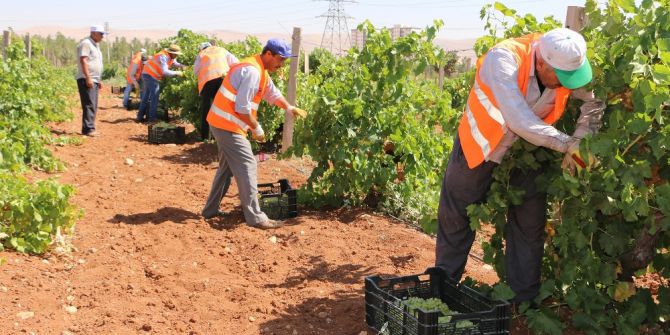 Büyükşehir’den Dar Gelirli Ailelere Taze Meyve İkramı