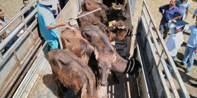 Genç Çiftçilere Manda Dağıtımı