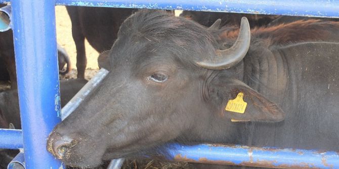 Daha Çok Süt Verimi İçin Anadolu Mandası Murrah Mandalar İle Melezleştiriliyor