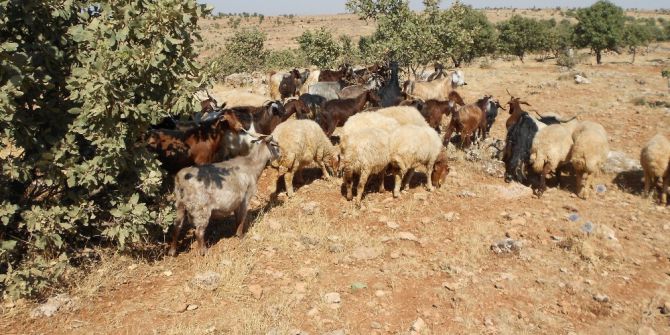 Midyat’ta Kurbanlık Fiyatları El Yakıyor