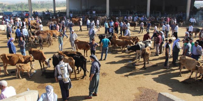 Diyarbakır Hayvan Borsasında Durgunluk