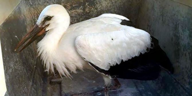 Yuvasından Düşüp Yaralanan Leylek Koruma Altına Alındı