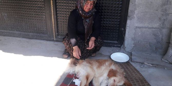 Felçli Köpeğe Anne Şefkati