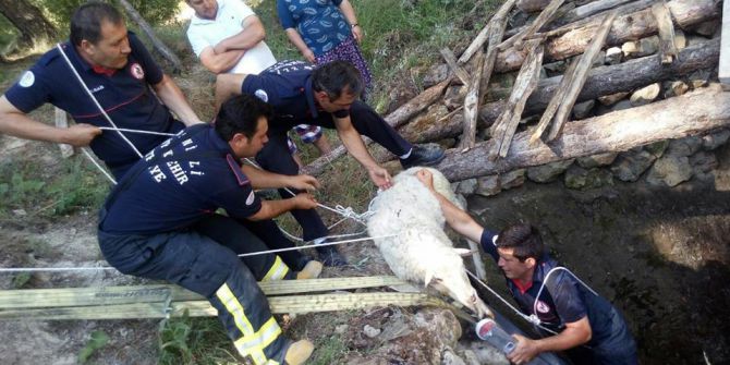 Su Kuyusunda Koyun Ve Kaplumbağa Operasyonu