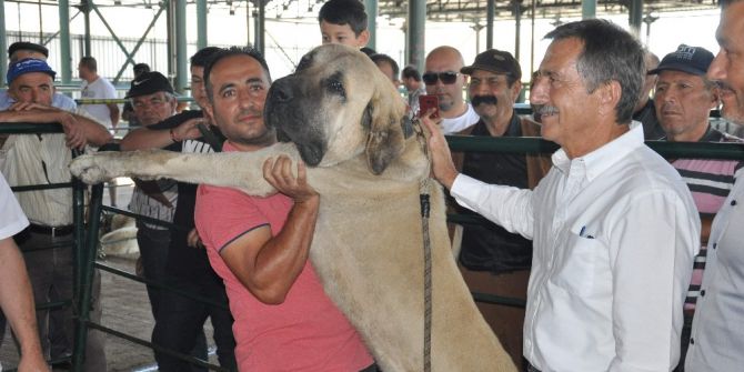 Küçükbaş Çoban Festivali’ne Yoğun İlgi