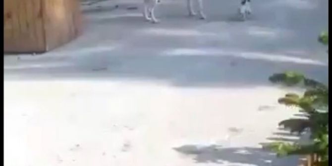 Küçük Köpeğin Büyük Köpeğe Oyunu Kamera Tarafından Kaydedildi