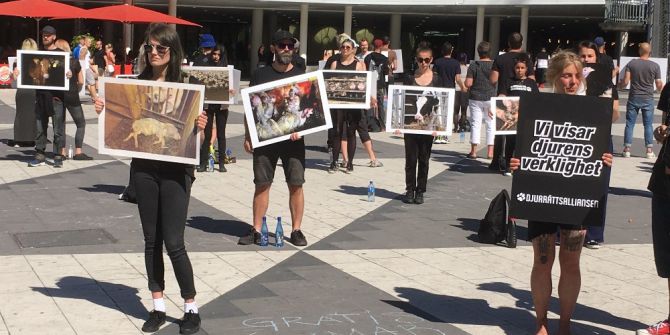 İsveç’te Hayvan Hakları İçin Sessiz Protesto Gösterisi