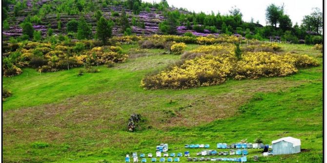 Ordu’da 7. Bal Ormanı Geliyor