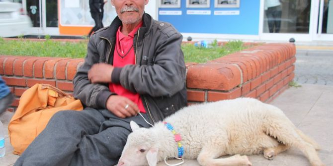 İkinci Kuzusu Da Çalınınca Kınalı Horozuyla Dolaşmaya Başladı