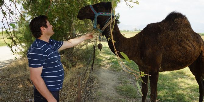 İran Değil Aydın, Meradaki Develer Aydın’da Bahar Havasının Keyfini Çıkarıyor