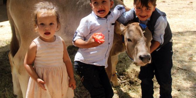 Sivas’ta Buzağı Güzellik Yarışması