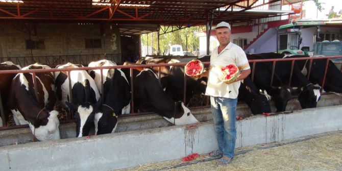Satamadığı Karpuzu İnek Ve Tavuklara Yediriyor
