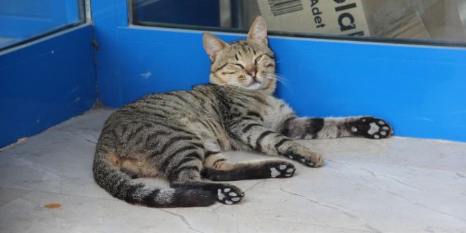 Sıcaktan Bunalan Kedi Marketin Kapısını Mesken Tuttu