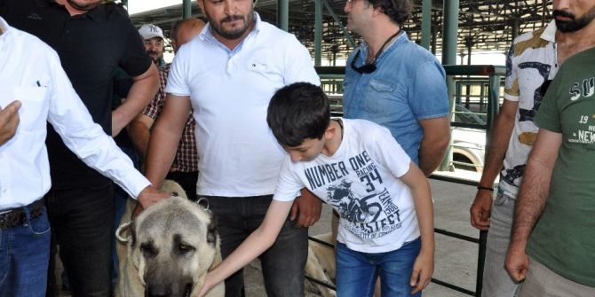 Festivalin İlgi Odağı ’Boğaç’ Oldu