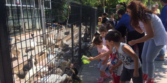 Mini Hayvanat Bahçesi, Sahipsiz Ve Bakıma Muhtaç Hayvanlara Yuva Oldu