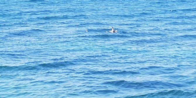 Aç Gözlü Martı Oltaya Böyle Geldi...