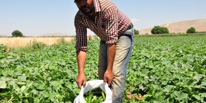 Salatalık Üreticisini Üzdü