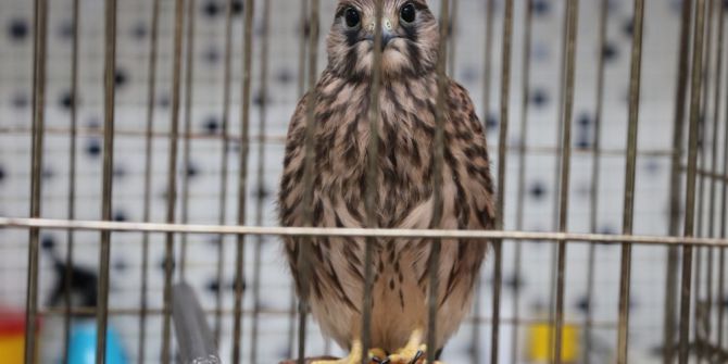 Yabani Kuşlar Vahşi Yaşama Dönmek İçin Gün Sayıyor