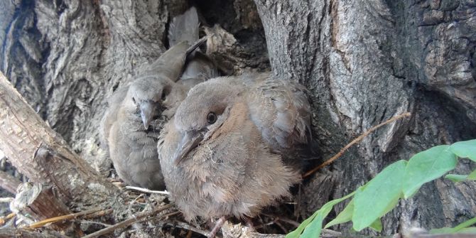 Taksim’de Sevimli Kumru Yavrularına Yoğun İlgi