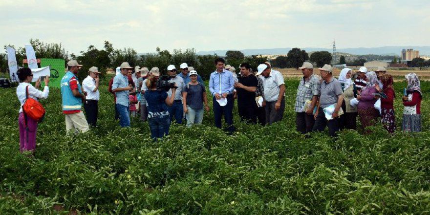 Müdür Ender Muhammed Gümüş: Domates Üretiminde Rekor Artış