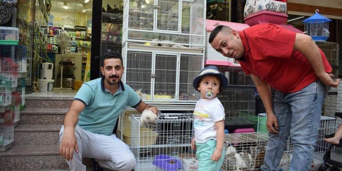 Malatya’da İskoç Kedisi Merakı