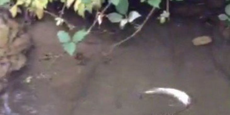 Su Yılanının Derede Balık Avlaması Kameraya Yansıdı