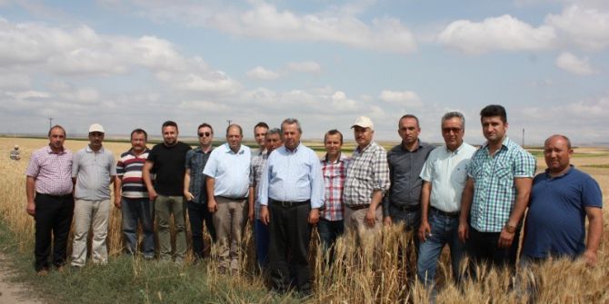 Yeni Geliştirilen Buğday Çeşitleri