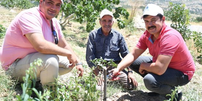 Mersin’de Antep Fıstığı Üretimi Yeniden Canlandırıldı