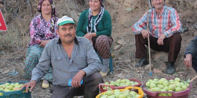 Üreticiler Armutlarını Satmak İçin Destek İstiyor