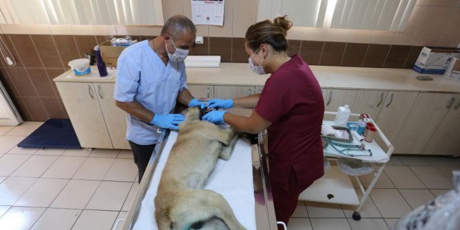 Kepez Belediyesi Bin 85 Sokak Hayvanı İle İlgilendi
