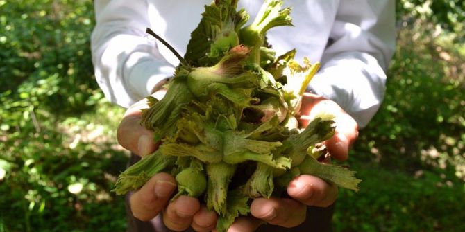 Üreticinin Umudu Dökülüyor