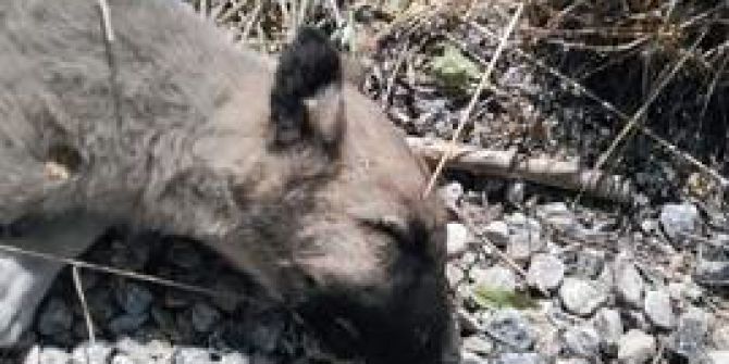 Akçadağ’da Siyanür İle Köpek Katliamı İddiası