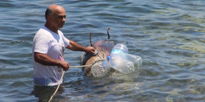 Kuşadası Sahilinde Ölü Yunus Bulundu