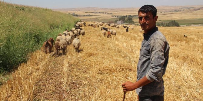 Batman Üniversitesi’nde Diplomalı Çobanlar Yetişecek
