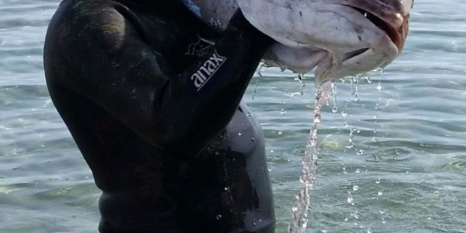 Dev Balığı Zıpkınla Böyle Avladı