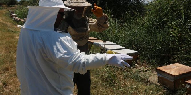 Vicdansız Hırsızlar Arı Kovanlarını Çaldı