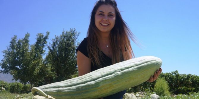 Manisa’da Bir Metrelik Acur Yetiştirdi