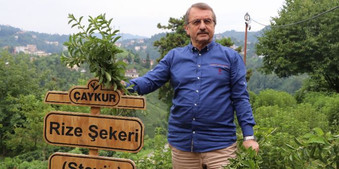 Stevia’nın 5. Yılında İlk Hasat Yapıldı