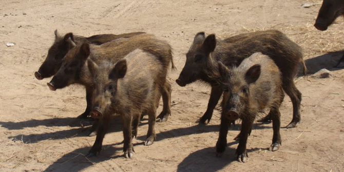 Çiftçiler Domuzlardan Şikâyetçi