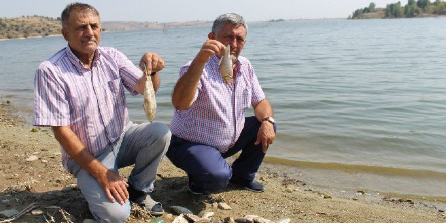 Boğazköy Barajında Toplu Balık Ölümleri