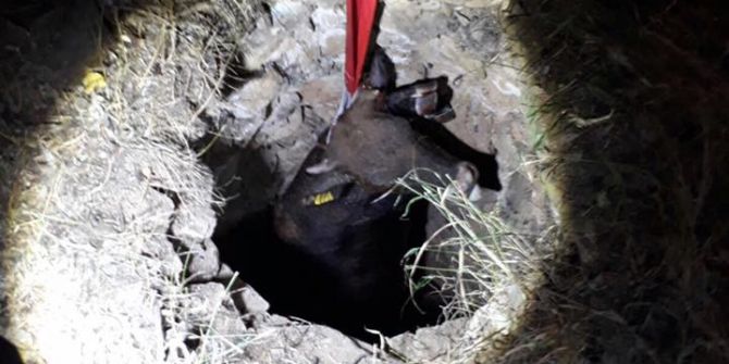 Kuyuya Düşen İneği Kurtarma Operasyonu