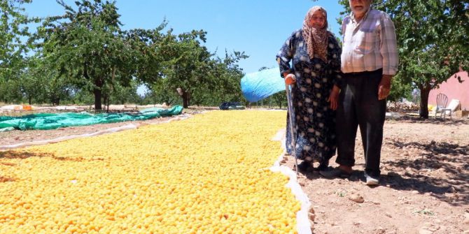 Kayısı Üreticisi Emeğinin Karşılığını Alamamaktan Şikayetçi